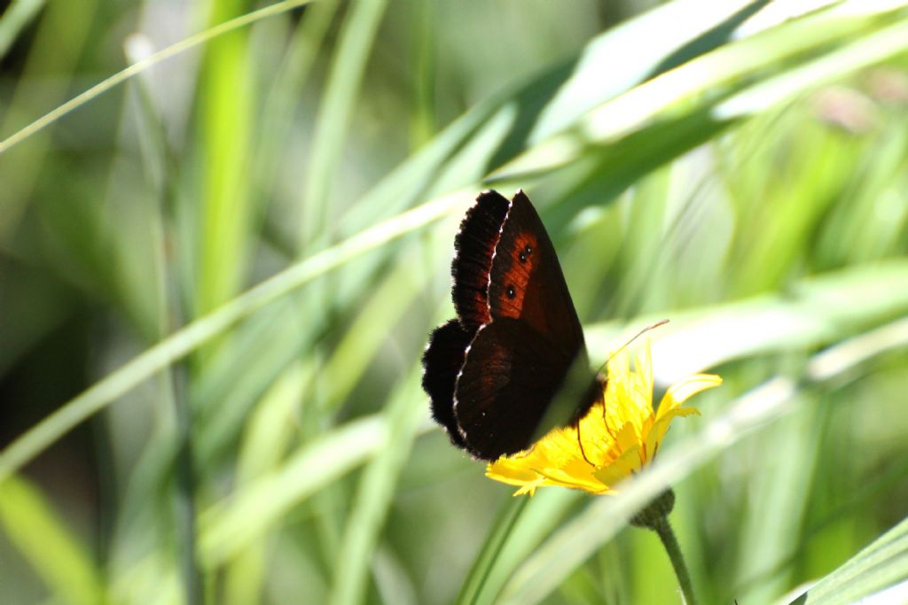 Erebia ligea? No, Erebia euryale - Nymphalidae